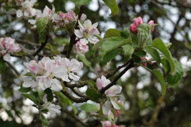 Doğal açıdan geniş açı, Avrupa yaban elması ya da orman elmasının pembe çiçeğine yakın olan Malus Sylvestris.