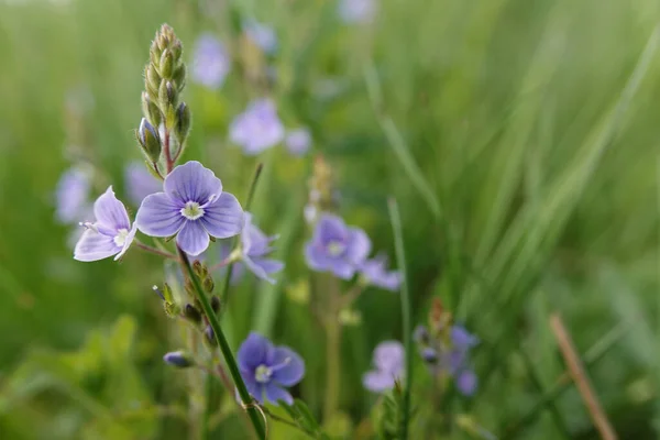 Primer Plano Natural Las Flores Color Azul Brillante Flor Silvestre — Foto de Stock