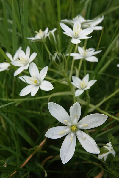 Primer Plano Vertical Natural Sobre Las Brillantes Flores Blancas Del — Foto de Stock