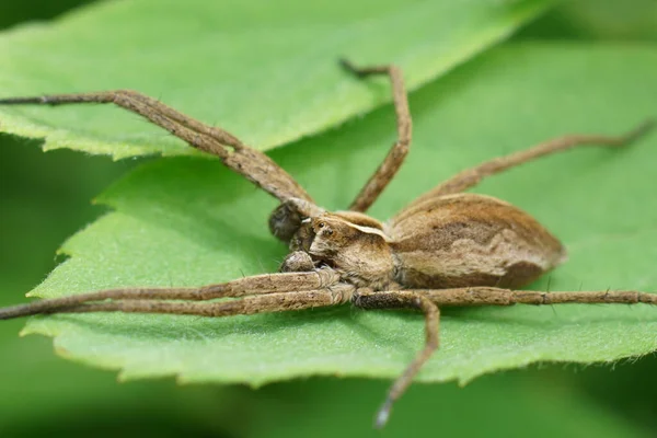 Φυσικό Κοντινό Πλάνο Μια Αρσενική Αράχνη Φυτώριο Ιστού Pisaura Mirabilis — Φωτογραφία Αρχείου