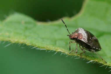 Bahçedeki küçük metalik renkli Woundwort kalkan böceği Stagonomus Venustissimus 'un doğal yakın çekimi.