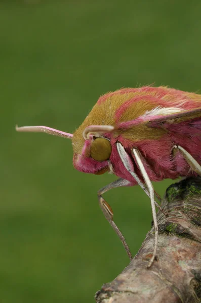 在色彩艳丽的粉红到绿色大象蛾上的详细垂直特写 Deilephila Elpenor在绿色模糊的背景下 — 图库照片
