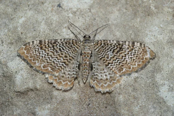 Detailed Closeup Beatiful Scallop Shell Geometer Moth Hydria Undulata Spread — Stock Photo, Image