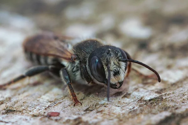Szczegółowe Zbliżenie Dużą Śródziemnomorską Białą Sekcję Liściastą Samotna Pszczoła Megachile — Zdjęcie stockowe