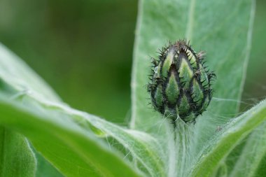 Doğuştan gelen bir çiçek tomurcuğu olan dağ çiçeğinin doğal görüntüsü, Centaurea Montana