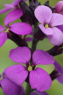 Doğuştan gelen bir çiçek tomurcuğu olan dağ çiçeğinin doğal görüntüsü, Centaurea Montana