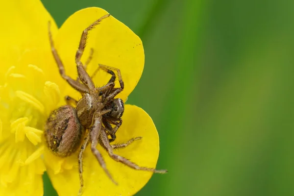Natural Cannibalism Closeup Female Crabspider Xysticus Eating Male Yellow Buttercup — Stock Photo, Image