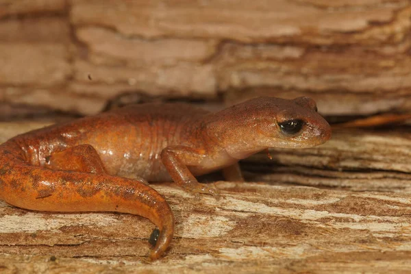 Szczegółowe Zbliżenie Kolorowe Czerwone Ensatina Eschscholtzii Salamander Siedzi Kawałku Drewna — Zdjęcie stockowe