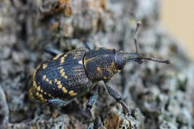 Rengarenk büyük çam bitinin detaylı görüntüsü, Hylobius abietis, kozalaklı ağaçların baş belası.