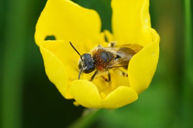 Andrena hemoroa, Ranuculus acris adlı sarı bir düğün çiçeğinin üzerinde oturuyor.