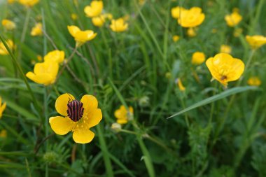 Kırmızı ve siyah çizgili kalkan böceğinin doğal yakın çekimi, çayırdaki sarı bir çiçekte Graphosoma italicum