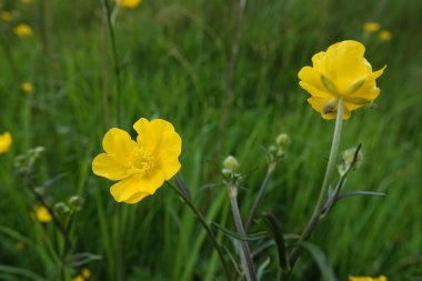 Sarı bir çiçeğe doğal olarak yakın plan, Ranunculus acris bir çayırda.