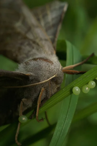 一只雌性白杨Hawk Moth Laothoe Populi的自然特写 在草丛中产卵 — 图库照片