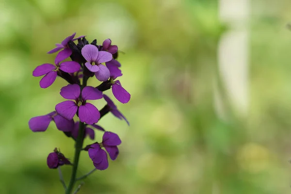 Natural Vertical Close Purple Flowers Wallflower Erysimum Cheiri — Stock Photo, Image