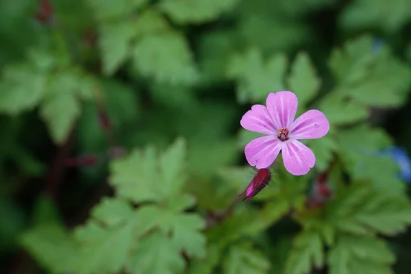 Natuurlijke Close Kleine Kleurrijke Roze Bloem Van Roberts Schotten Geranium — Stockfoto