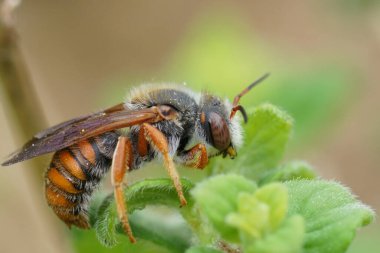 Renkli kırmızı sakızlı arı Rhodanthidium sticticum 'un doğal yakın çekimi bitki örtüsünde duruyor.