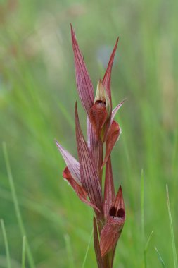 Kırmızı c renginde uzun dudaklı orchis, Serapias vomeracea yeşil doğal bulanık arka plana dikey yakın plan