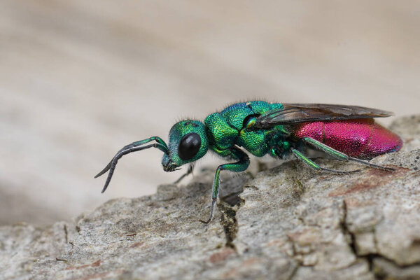 Natural colorful detailed closeup on a large juwel wasp, Chrysura refulgens, a parasite on solitary bees