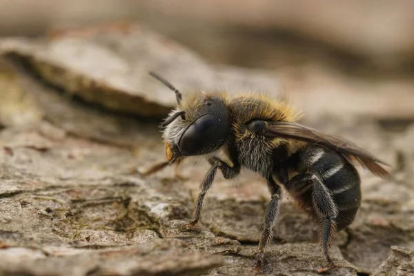 Természetes Részletes Közelkép Egy Kis Hím Osmia Melanogaster Kőműves Méh — Stock Fotó