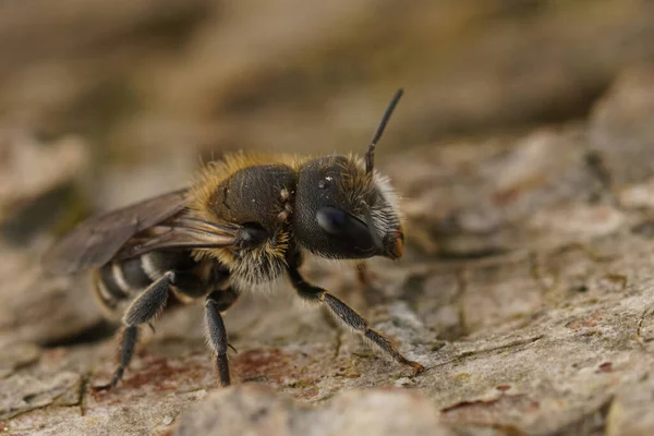 Natürliche Detailaufnahme Einer Kleinen Männlichen Osmia Melanogaster Maurerbiene Aus Dem — Stockfoto
