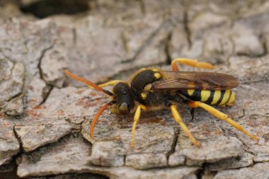 Büyük sarı göçebe bir guguk kuşunun doğal sırt çekimi, Nomada sexfasciata uzun boynuzlu arılar üzerindeki bir parazit, Eucera