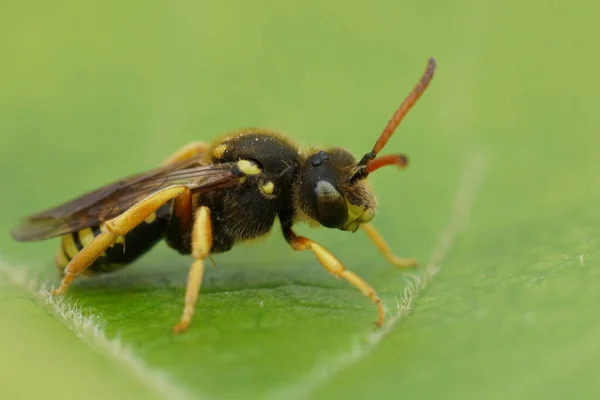 在罕见的6条带游牧民族独居杜鹃蜂的自然特写下 长角蜂的寄生种Nomada Sexfasciata Eucera — 图库照片