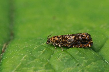 Doğal olarak, yeşil bir yaprağın üzerinde oturan Kiraz Kabuğu Tortriks 'in mikro güvesi.