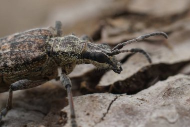 Gri renkli uzun boynuzlu bir böceğin detaylı yüz görüntüsü, tırtıklı çam borusu ya da ahşap üzerinde oturan Rhagium engizisyonu.