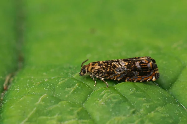 stock image Natural closeup on the Cherry Bark Tortrix micro moth, sitting on a green leaf