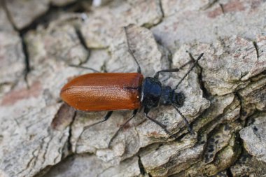 Tarak pençeli kahverengi bir böcek olan Omophlus lepturoides 'in doğal yakın çekimi. Tahtanın üzerinde oturuyor.