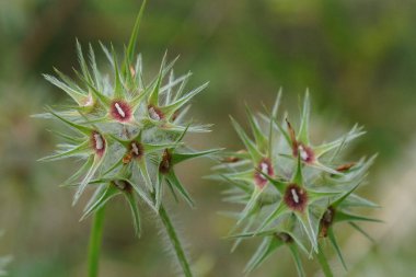 Akdeniz Star Cliver, Trifolium stellatum in a Meadow 'un doğal detaylı yakın çekimi