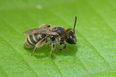 Andrena Farinosa yeşil bir yaprağın üzerinde oturan küçük bir dişi maden arısının doğal yakın çekimi.