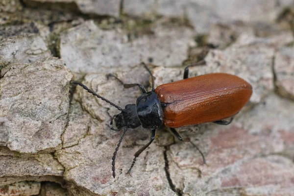 Natürliche Nahaufnahme Auf Einem Braunen Käfer Omophlus Lepturoides Der Auf — Stockfoto