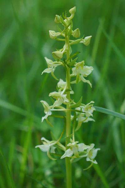 stock image Natural closeup on the rare and endangered Greater Butterfly-Orchid, Platanthera chlorantha in a meadow