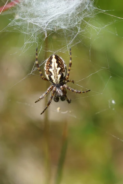 Nadir Nesli Tükenmekte Olan Meşe Örümceği Aculepeira Ceropegia Doğal Olarak — Stok fotoğraf