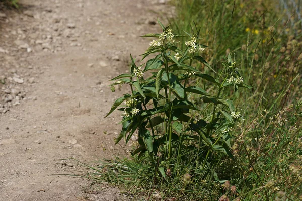 Vincetoxicum Hirundinaria Nın Yol Kenarındaki Beyaz Kırlangıç Otunun Doğal Yakın — Stok fotoğraf