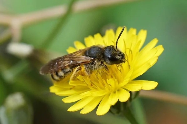 Natural detailed closeup on a female great banded furrow bee , Halictus scabiosae on a yellow flower in the field