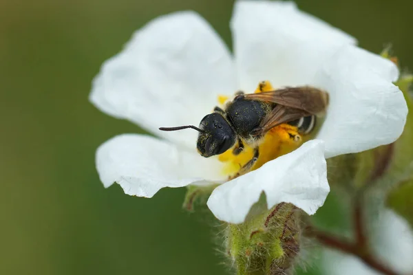 stock image Natural closeup on a female furrow bee, Halictus, on a white rock-rose, Helianthemum apenninum