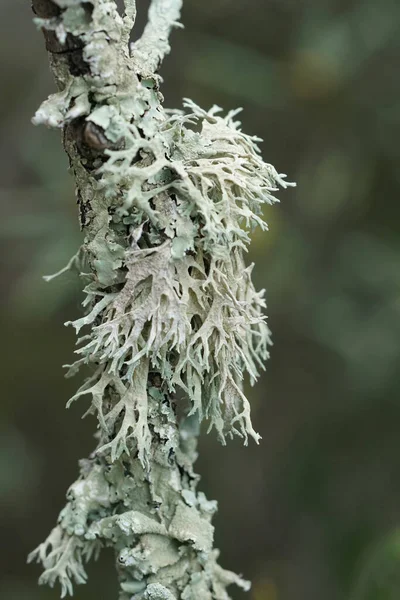 Closeup Vertical Natural Oak Moss Evernia Prunastri Uma Espécie Líquen — Fotografia de Stock