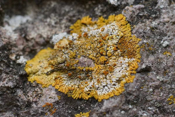 Φυσικό Closeup Ένα Πολύχρωμο Πορτοκαλί Λειχήνες Calogaya Σαξικόλα Αυξάνεται Πέτρες — Φωτογραφία Αρχείου
