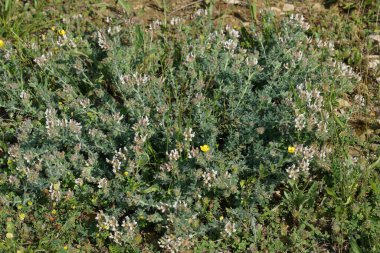 Akdeniz 'deki Kıllı Kanarya Yılanı Lotus Hirsutus' un doğal yakın çekimi.