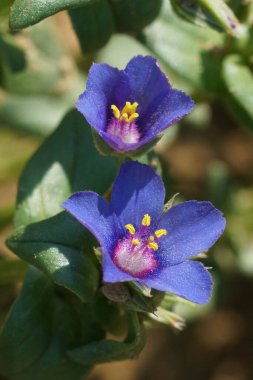 Kırmızı Farekulağı, Lysimachia arvensis azurea 'nın mavi formunda detaylı doğal yaklaşım.