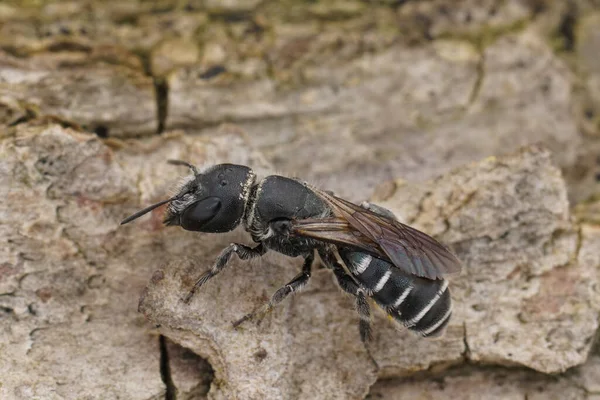 黒と白の細長く見えるOsmia Cefalotesマソン孤独な蜂の女性の詳細閉鎖 — ストック写真
