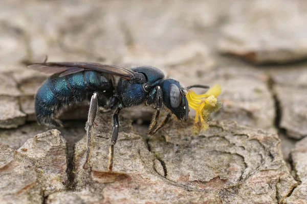 一只蓝色金属色的雄性塞拉蒂纳粉笔上的详细特写是木蜂 头上粘着兰花的残渣 — 图库照片