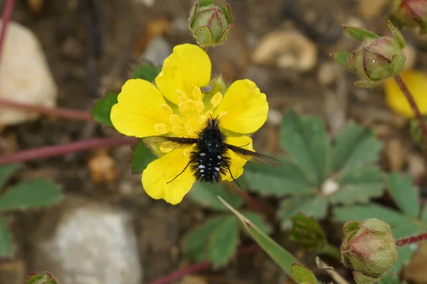 Φυσική Closeup Στο Μικρό Μαύρο Και Whote Bombylid Μέλισσα Μύγα — Φωτογραφία Αρχείου