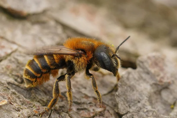 stock image Detailed closeup on a blue-eyed, Gold-fringed mason bee, Osmia aurulenta, sitting on wood