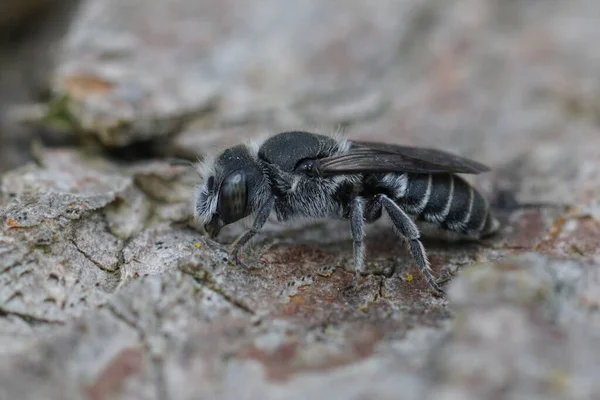 Detailed Closeup Female Viper Bugloss Hooked Small Mason Solitary Bee — Stock Photo, Image