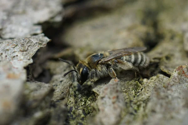 Naturalne Zbliżenie Samicy Rzadko Fotografowanych Małych Pszczół Górniczych Andrena Farinosus — Zdjęcie stockowe