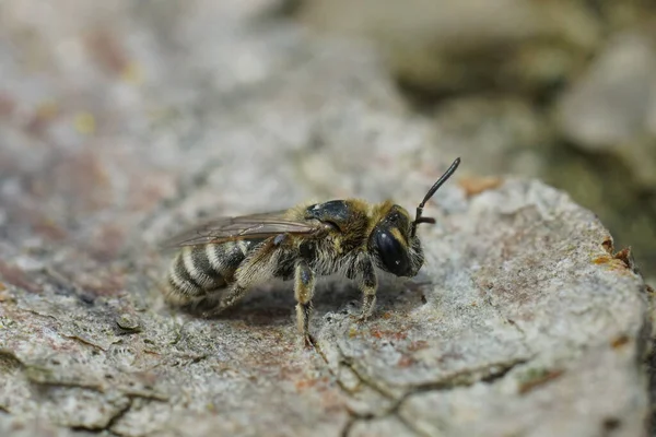 安德里娜 法里诺索斯坐在木头上 在一只很少被拍照的小型采矿蜜蜂的雌性身上进行了自然的特写 — 图库照片