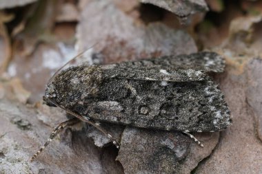 Düğüm otlu baykuş güvesi, Acronicta rumicis 'in doğal detaylı görüntüsü.